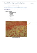 BIO 202L Lab 18 Worksheet - The Reproductive System