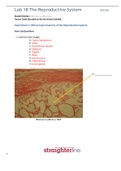 BIO 202L Lab 18 Worksheet- The Reproductive System