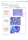 BIO 202 Week 5 Anatomy of the Urinary System Lab Report(Histology of the Kidney and Urinary Bladder) verified doc with correct answers