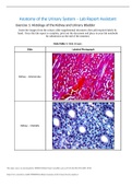 Lab9-Digestive_System_RPT Lab Report_Anatomy_of_the_Urinary_System copy.