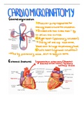 Microanatomy of the heart 