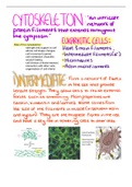 Cytoskeleton of cells