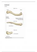 Pectoral region all BONES anatomy Upper limb bone Medical students MBBS,bams ,bhms pharmacy 