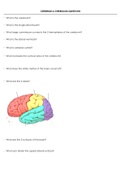 CEREBRUM &  CEREBELLUM QUESTIONS