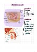 Anatomy of pelvic organs