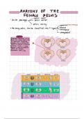 Anatomy of female pelvis