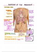 Anatomy of the abdomen