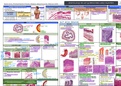 [2 pages] Summary of The Histology of GIT (tables & comparisons)