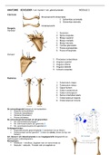 Samenvatting  Anatomie schouder NEXT 2 /module 2 THIM