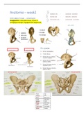 Hulp nodig bij visueel bekijken hoe de heup, knie, enkel eruit ziet qua botpunten, ligamenten en spieren alles, dan ben je bij dit document bij het juiste adres!