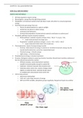 Chapter 4- cellular respiration