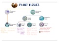 Biolgy Plant Tissue Notes