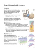 NZA (Neurologie, Zintuigen En Anesthesiologie) Overzicht Fysiologie Vestibulair Systeem