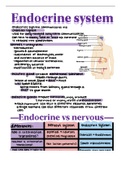 A&P 2 - endocrine system 