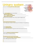 urinary system bundle 