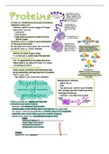 nutrition chapter 6 (amino acids/proteins) bundle 