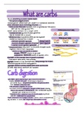 nutrition chapter 4 (carbs) bundle