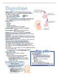 nutrition notes - chapter 3 (digestive system)