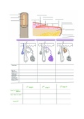 A&P 1 review sheet - igumentary system