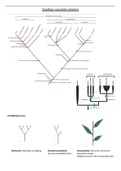 Zaadloze vasculaire planten