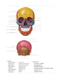 A&P 1 lab - cranial bones 