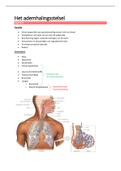 Het ademhalingsstelsel 