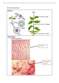 Samenvatting practicum plantkunde en medicinale planten 