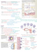 Tractus genitalis, zwangerschap (anatomie en fysiologie)
