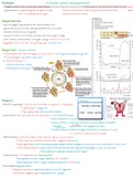 Tractus circulatorius (anatomie en fysiologie)