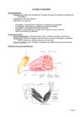 Le tissu musculaire 