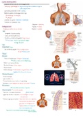 Tractus respiratorius jaar 1 (anatomie en fysiologie)