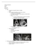 Abdomen I and II