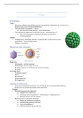 Samenvatting: Mycologie & Virologie 3BL-KdG -2021/2022 (An De Roeck) !14/20!