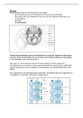 SAMENVATTING HOORCOLLEGES BAS 6 EN RICHTLIJNEN LAGE RUG+LRS EN ZGBP