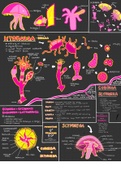 Hydrozoa, Scyphozoa, and Cubazoa  Zoology Summary