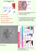 Btec Health and Social Care Unit 3 Anatomy and Physiology Revision Notes Part 3 from B11 to C1 