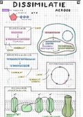 Samenvatting tekening Biologie - aerobe dissimilatie