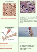 Btec Health and Social Care Unit 3: Anatomy and Physiology Revision Notes  from A1-C1