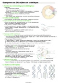 samenvatting DNA-replicatie en mitose