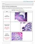 BIO202_Week4_DigestiveSystem_LabReport