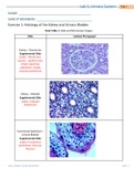 BIO202_Week5_labLab 5, Urinary System