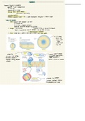 Understanding of Cell Membranes