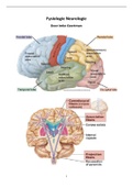 Anatomie & Fysiologie CNA (Neurologie)