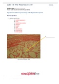 Experiment 1: Microscopic Anatomy of the Reproductive System WELL ELABORATED AND ON POINT !!! SCORE HIGH TODAY