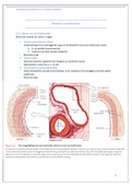 Samenvatting bloedvaten 