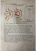 1.1.3 Formation of a Meander and Oxbow Lake 