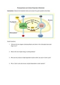 Photosynthesis Worksheet with Answer Key