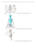 BIO 151 module 4  bones _portage