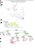 Cardiac Pharmacology & EKG overview