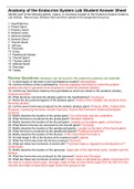 Endocrine Anatomy Student Answer Sheet